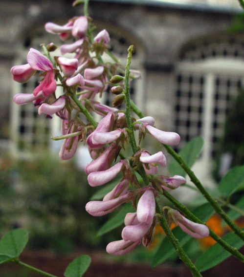 Indigofera2