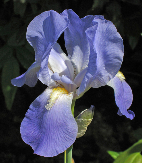 Iris1