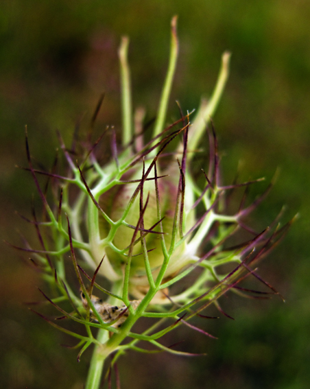 Nigella2