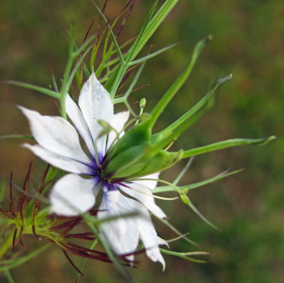 Nigella1