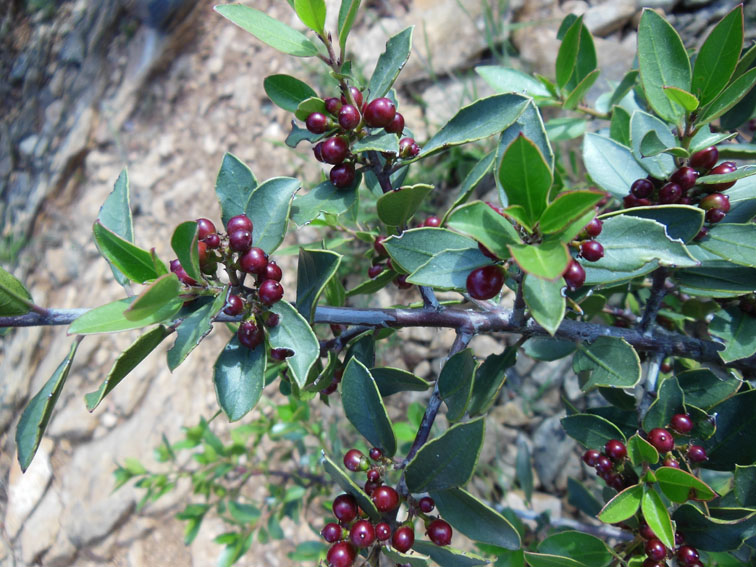 Rhamnus1