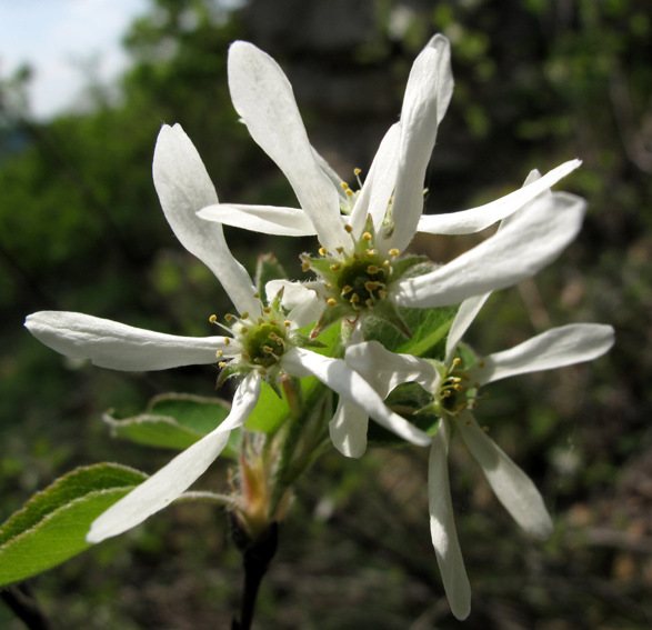 Amelanchier3