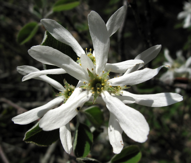 Amelanchier4