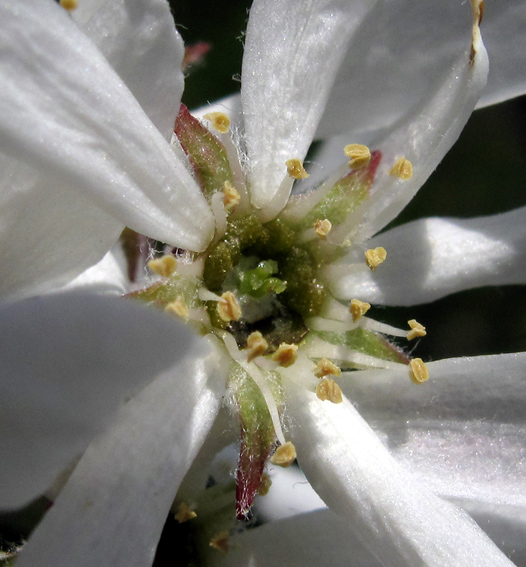 Amelanchier5