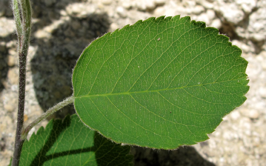 Amelanchier2