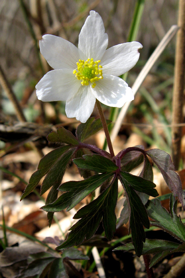 Nemorosa