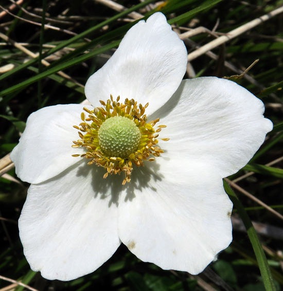 Anemone8