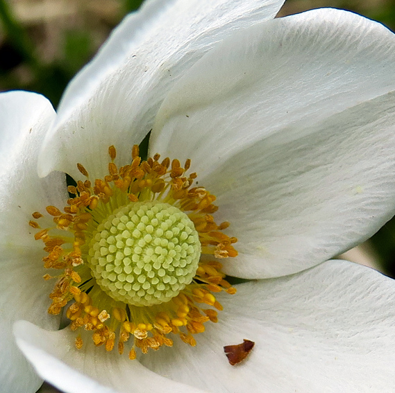 Anemone3