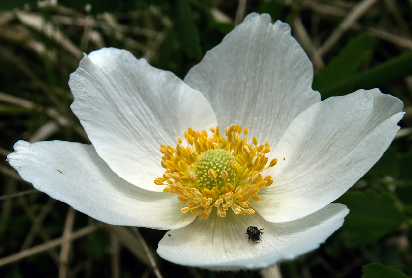 Anemone2