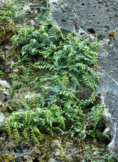 Asplenium8