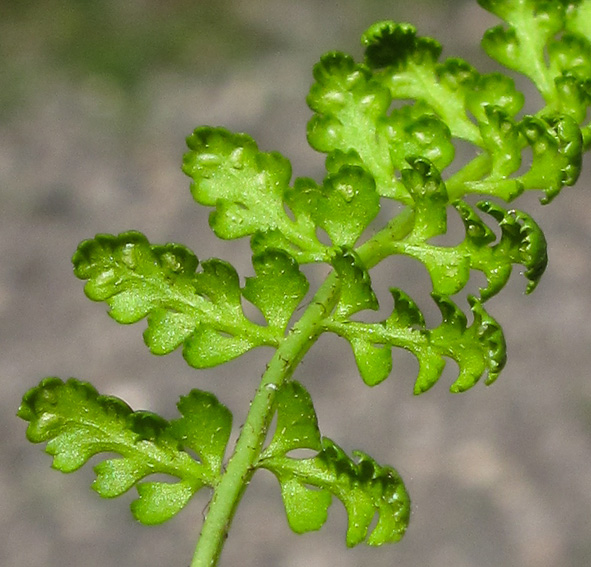 Asplenium13