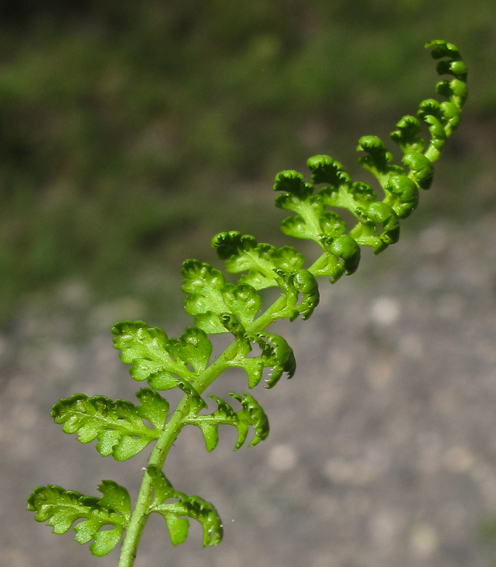 Asplenium12