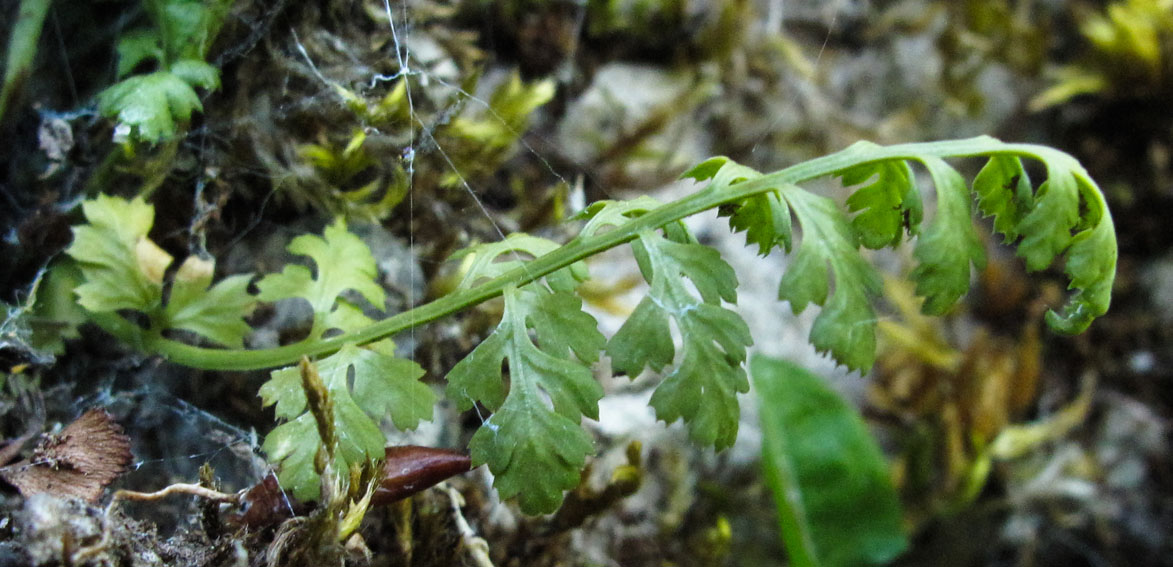 Asplenium9