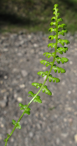 Asplenium11