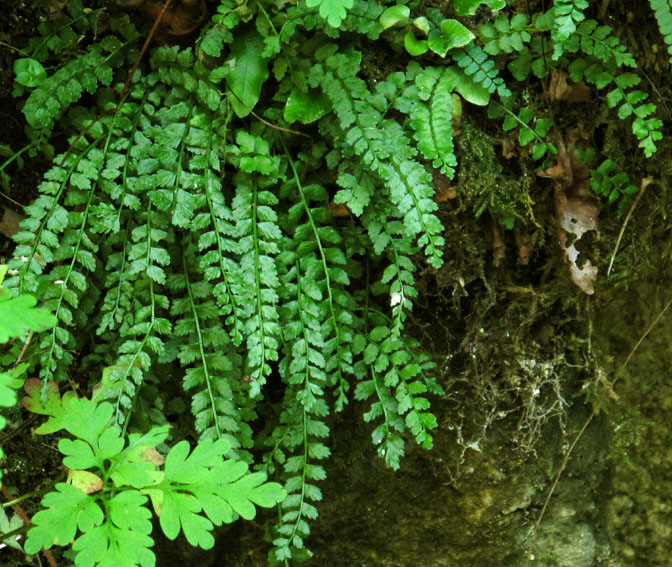 Asplenium1