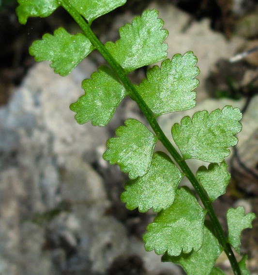 Asplenium4