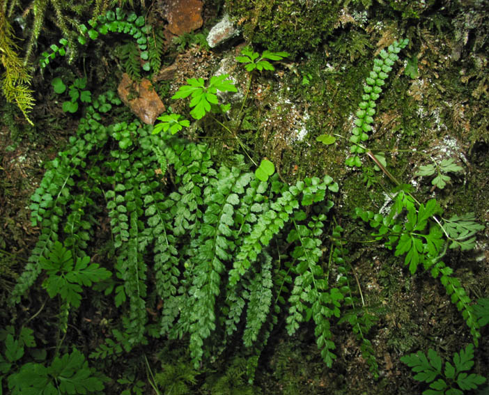 Asplenium1a