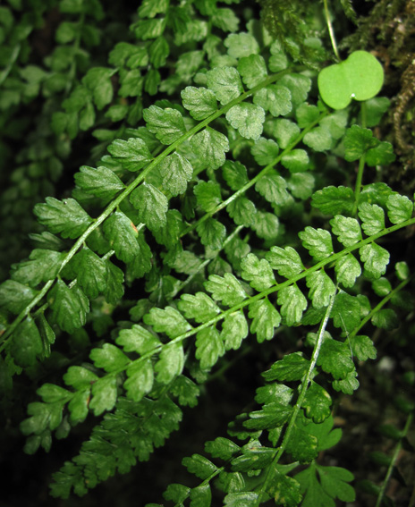 Asplenium3