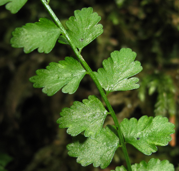 Asplenium5