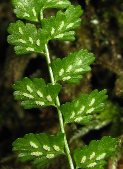 Asplenium6