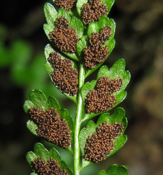 Asplenium7