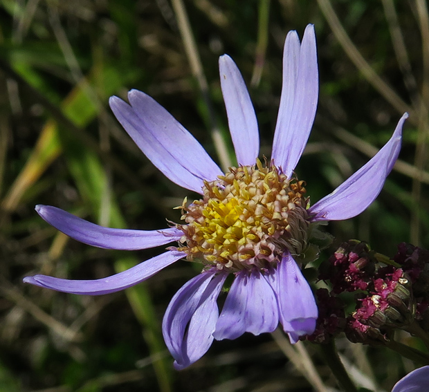 Aster4b