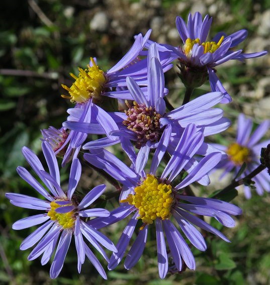 Aster1
