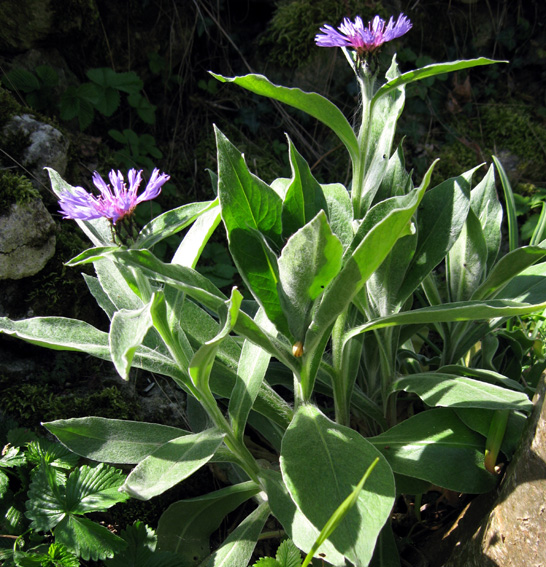 Centaurea2