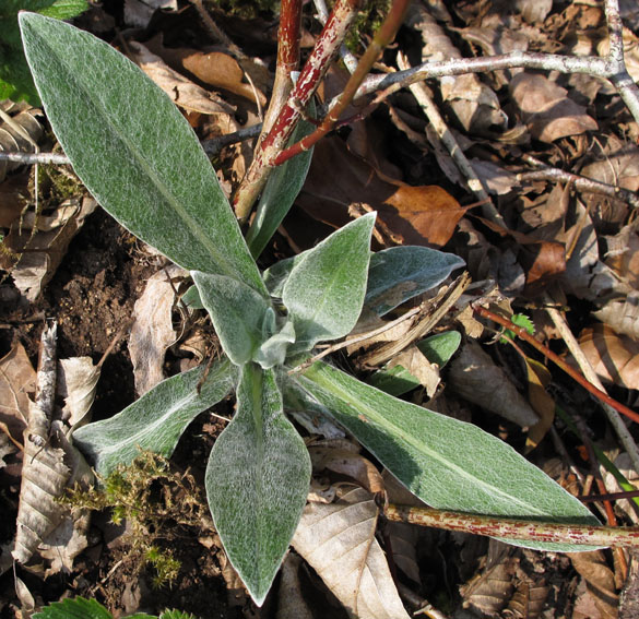 Centaurea1