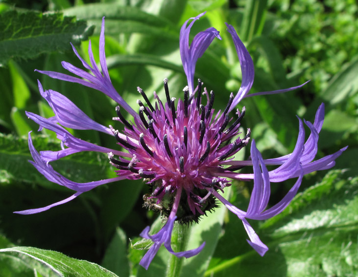 Centaurea5