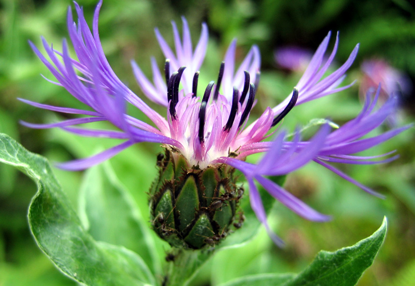 Centaurea3