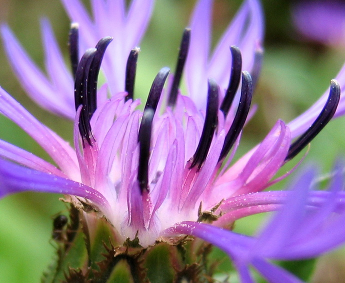 Centaurea