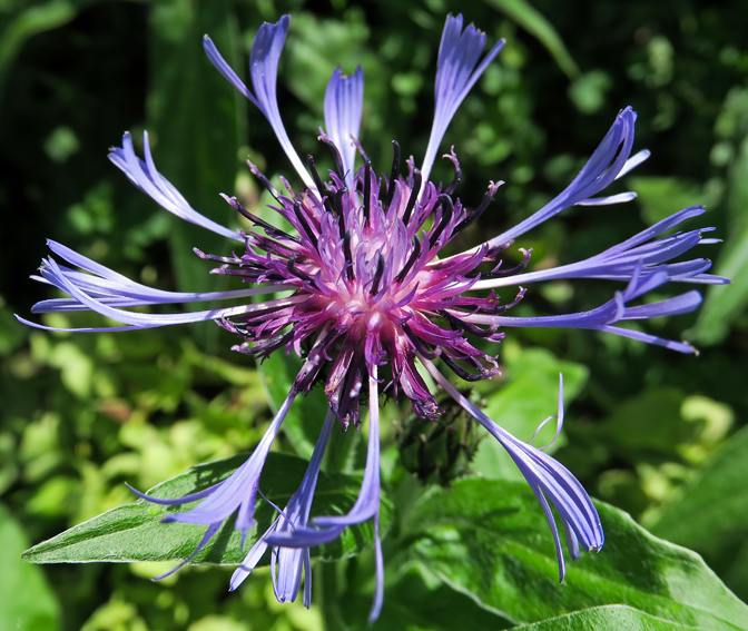 Centaurea6