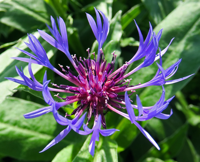 Centaurea7