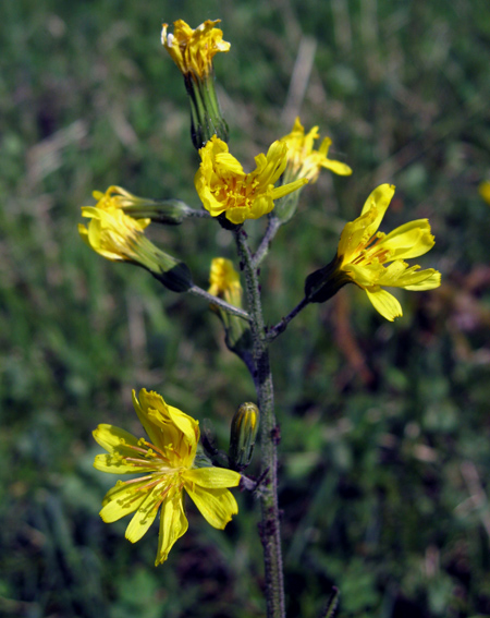 crepis2