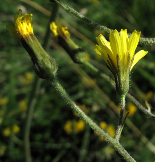 crepis2a