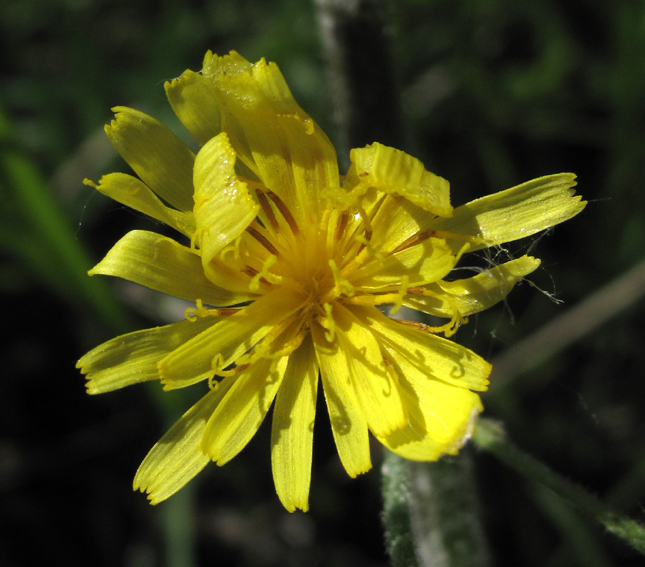 Crepis