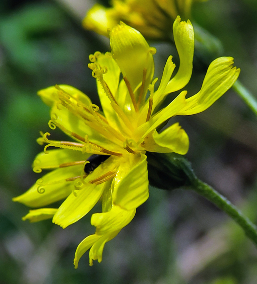 crepis8