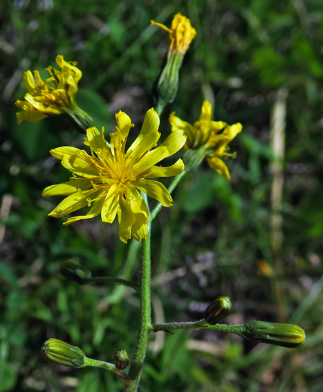 Crepis6