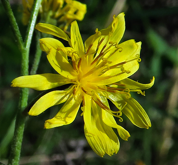 crepis9