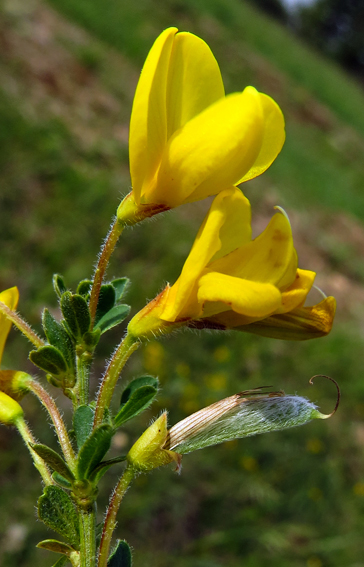 Cytisus3b