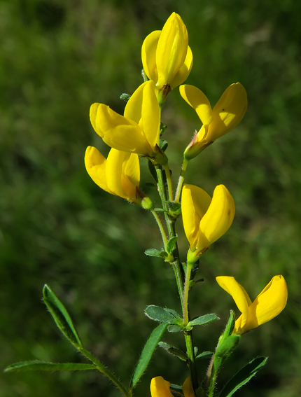 Cytisus2