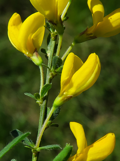 Cytisus3