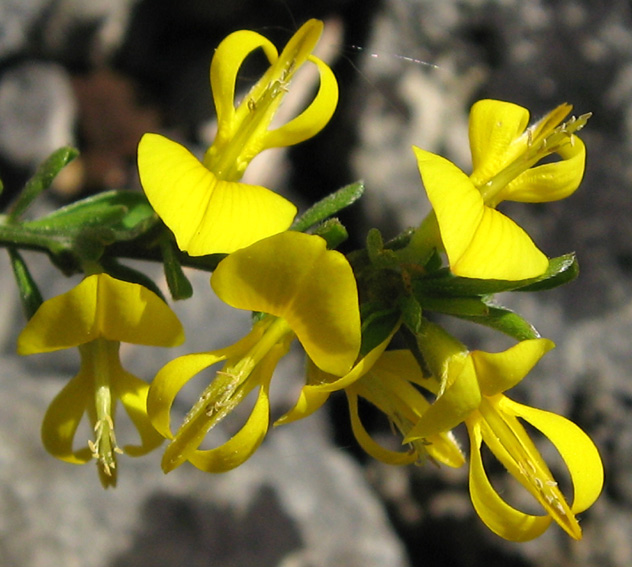 Genista