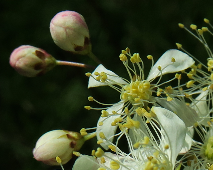 Filipendula5