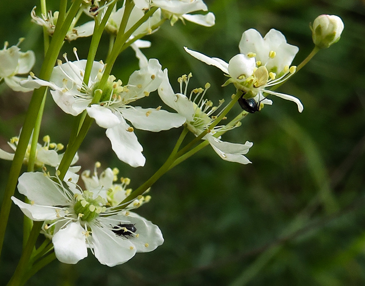 Filipendula3