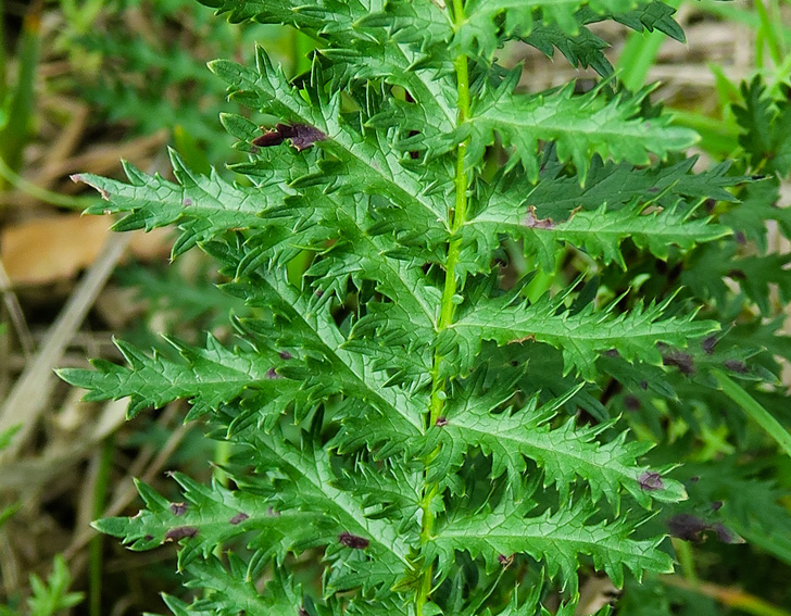 Filipendula1