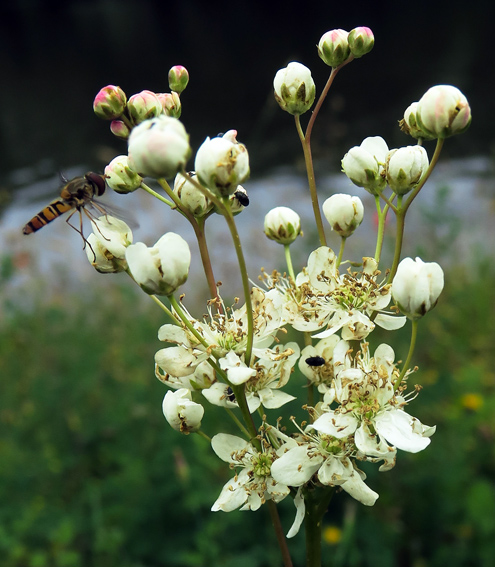 Filipendula2