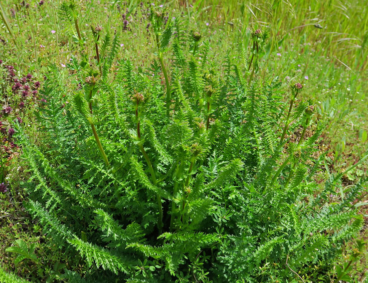 Filipendula0