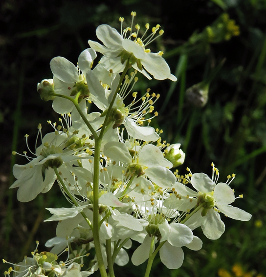 Filipendula2